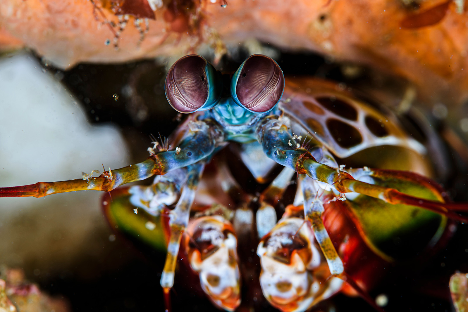 Mantis Shrimp