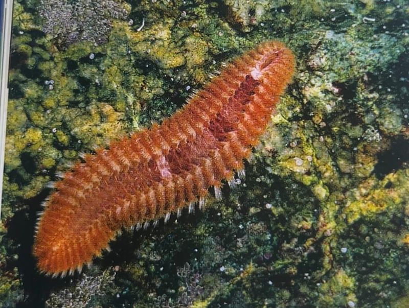 Marine Worms