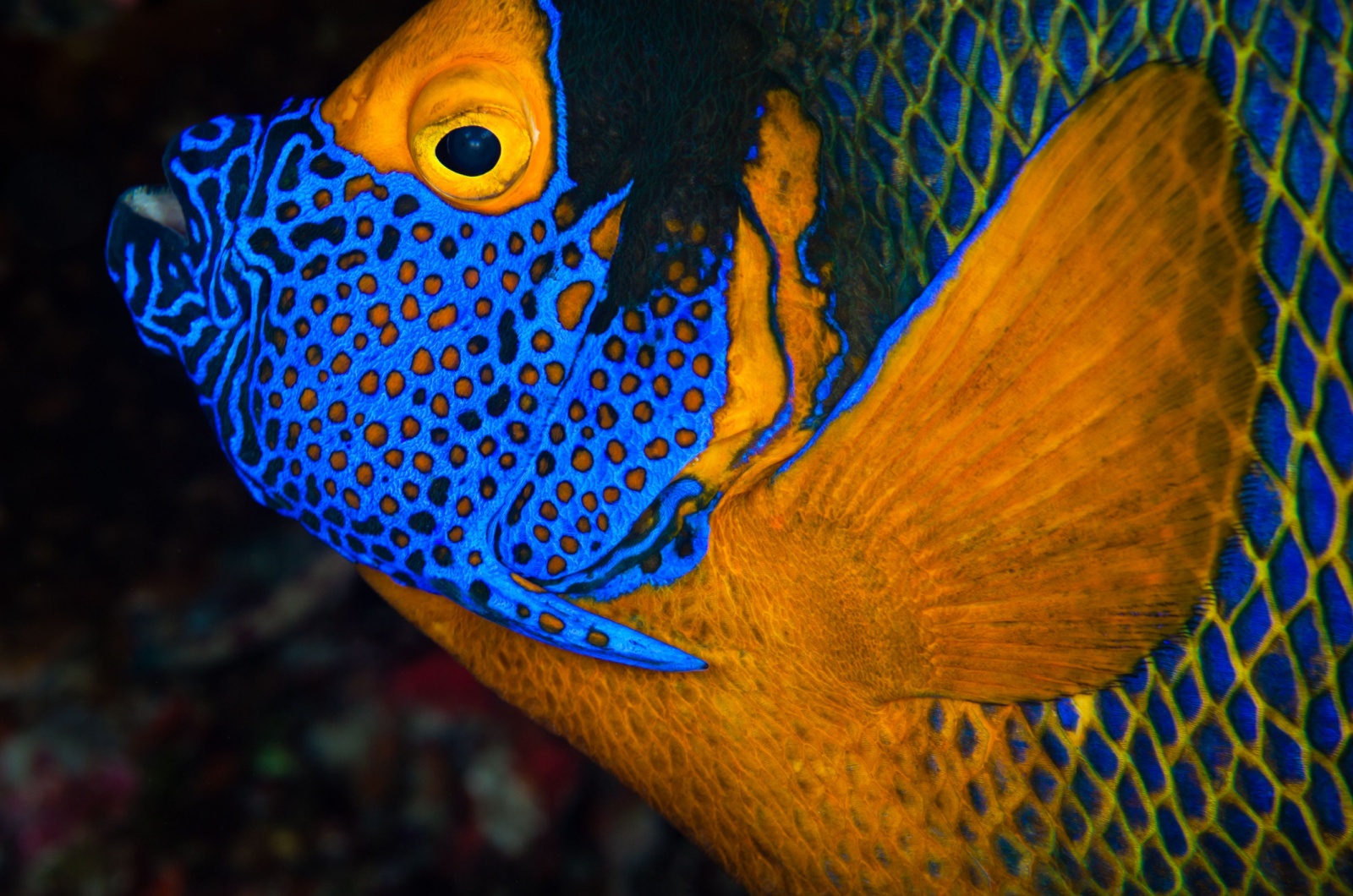 Masked Angelfish