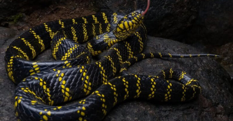 Mastering The Dark 10 Snakes That Hunt Under Cover Of Night