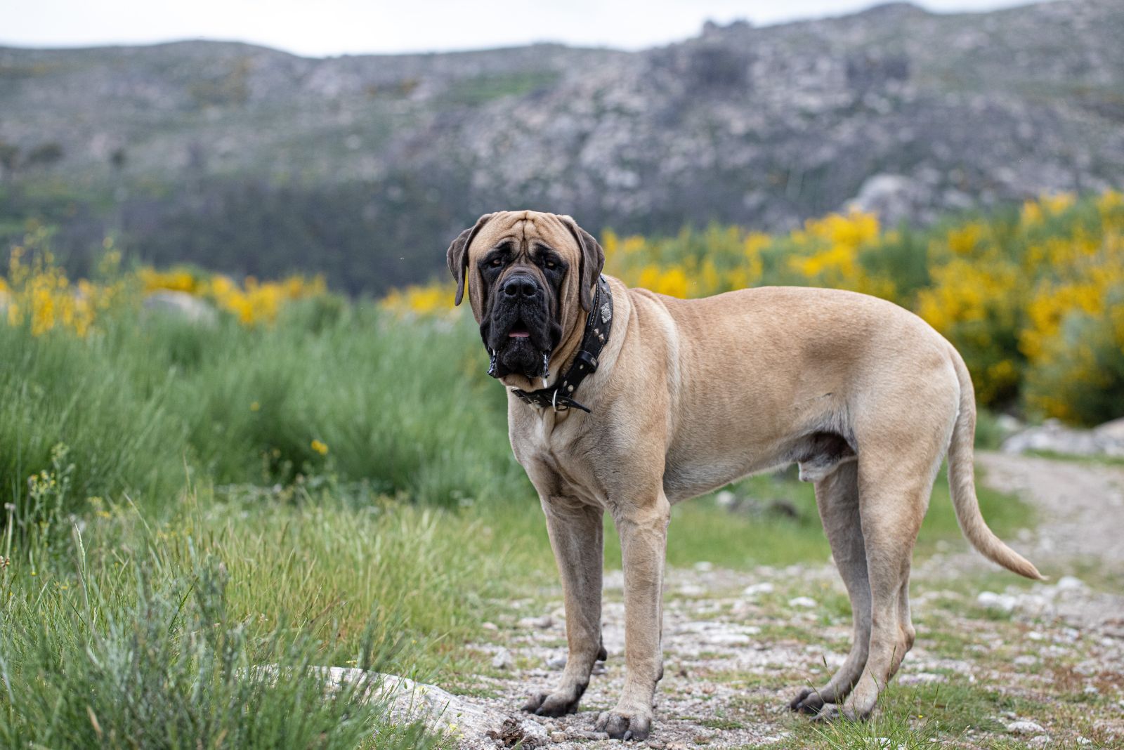 Mastiff dog