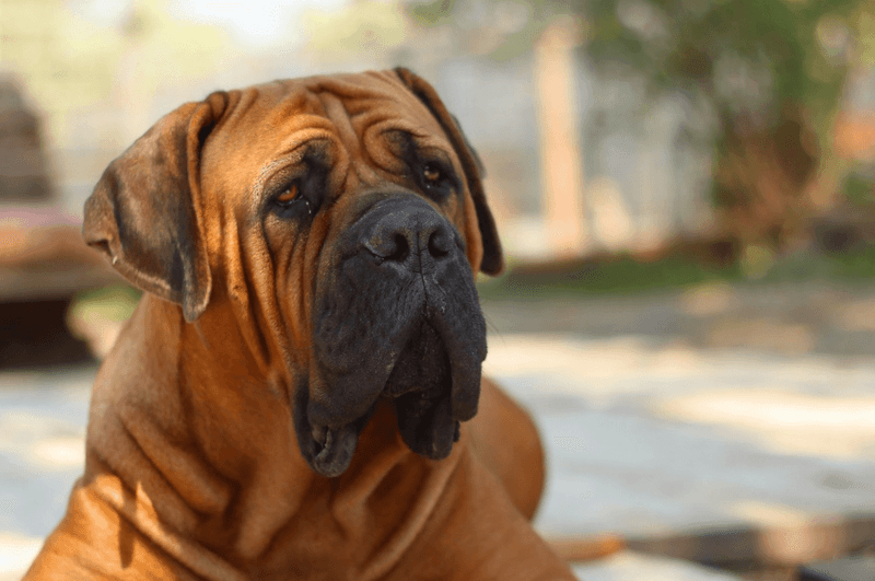 Mastiff