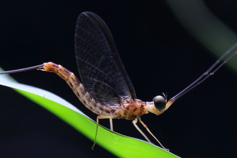 Mayfly