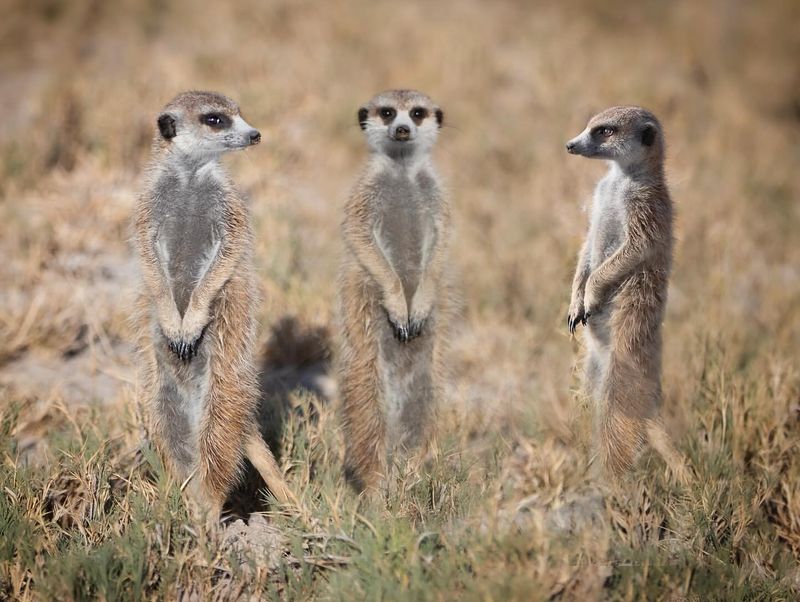 Meerkats