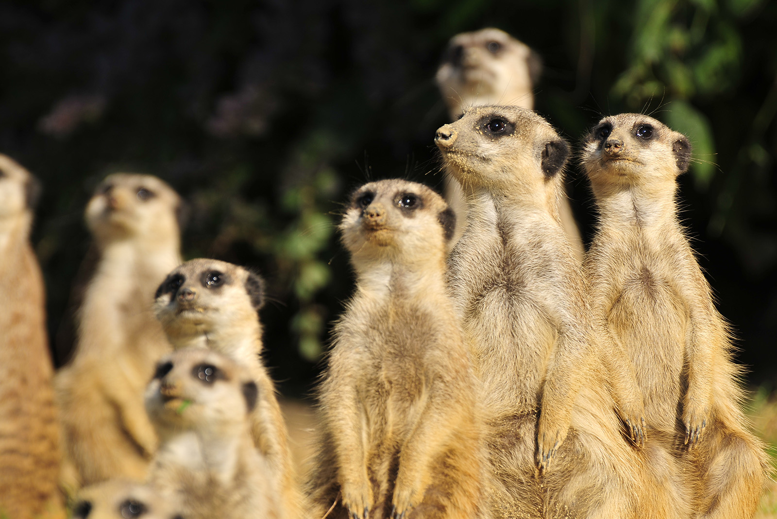 Meerkats