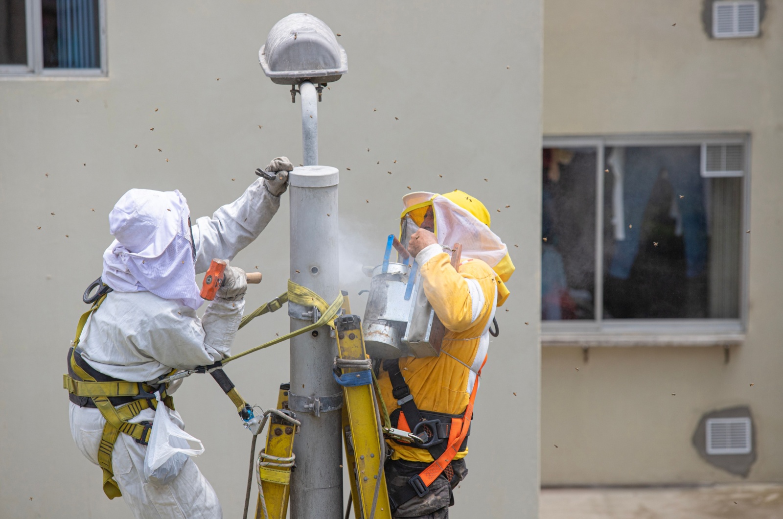 Men removing a bee hive