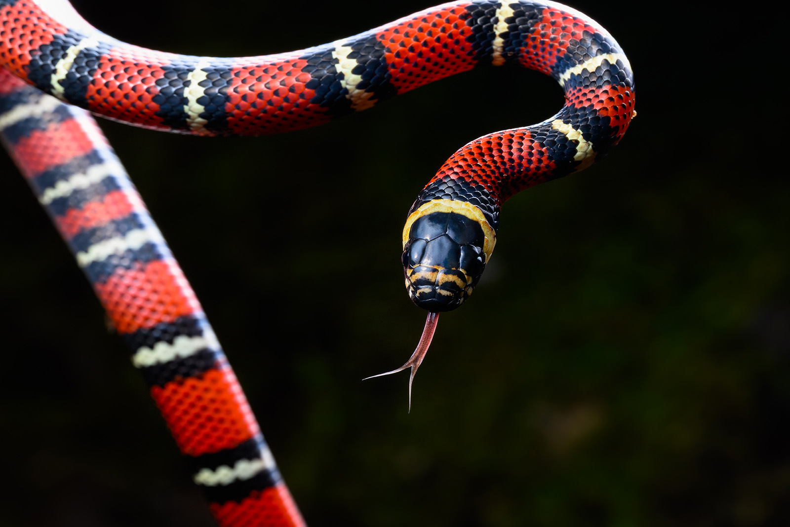 Milk Snake