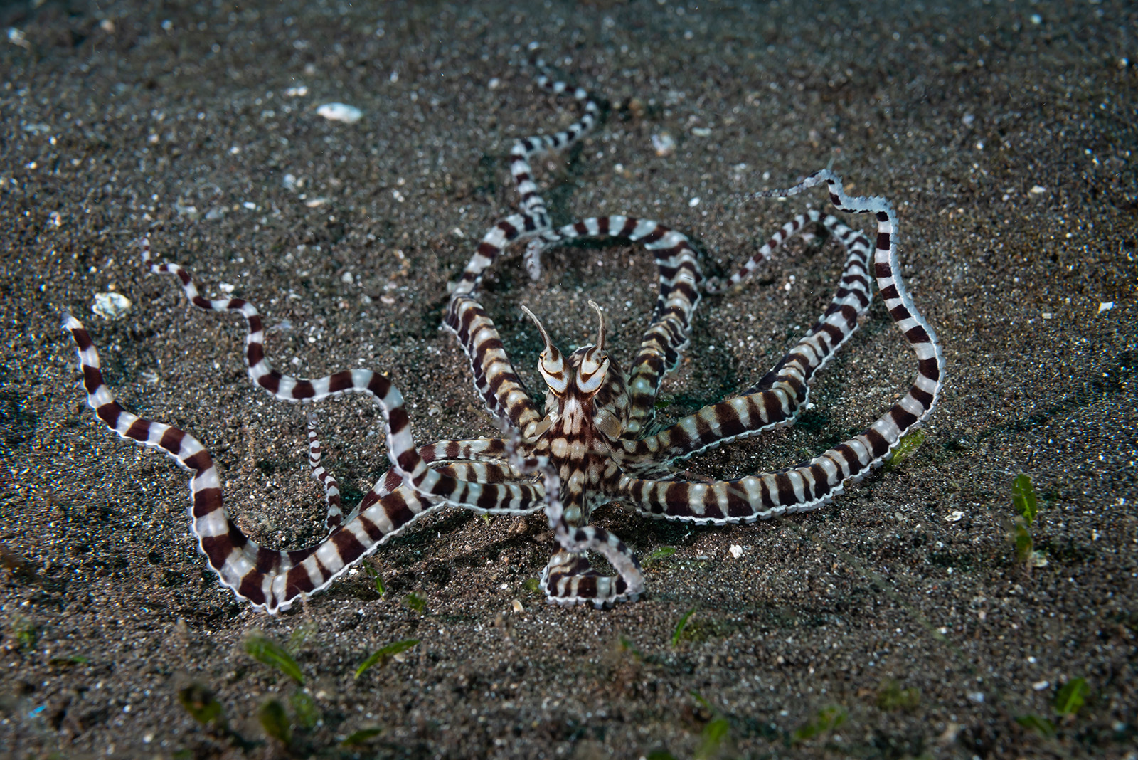 Mimic Octopus