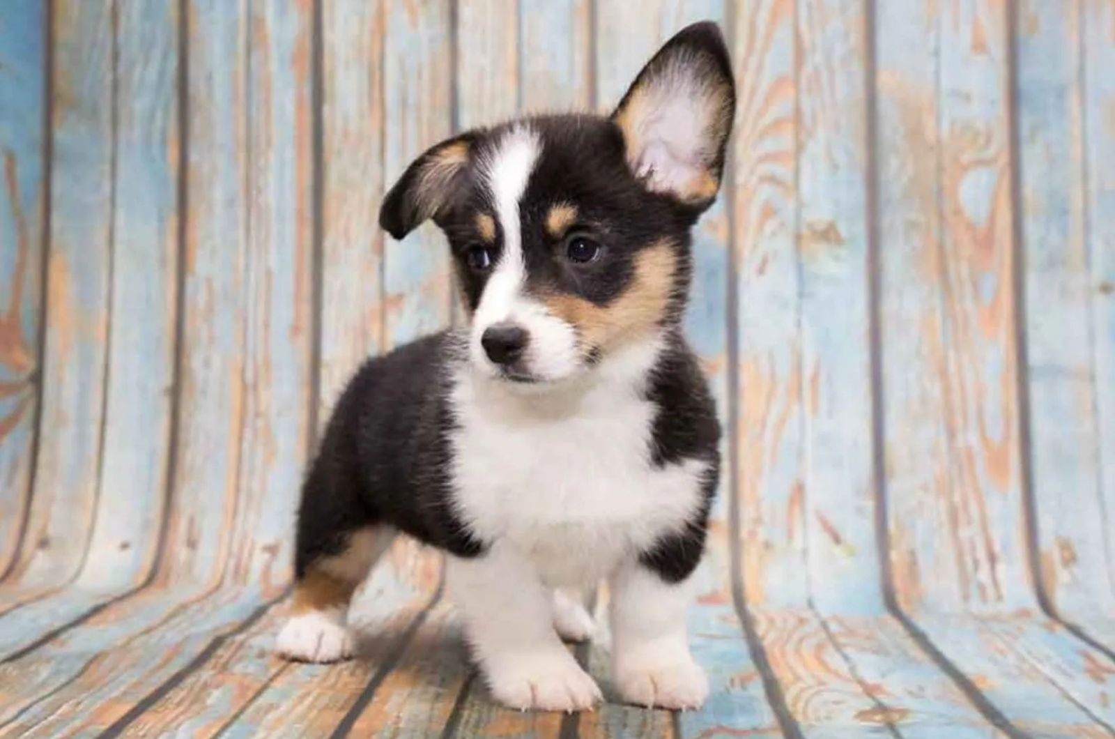 Miniature Corgi