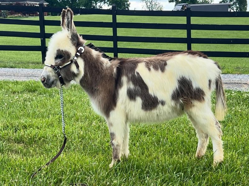 Miniature Donkey