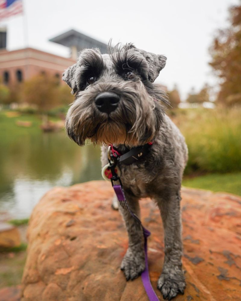 Miniature Schnauzer