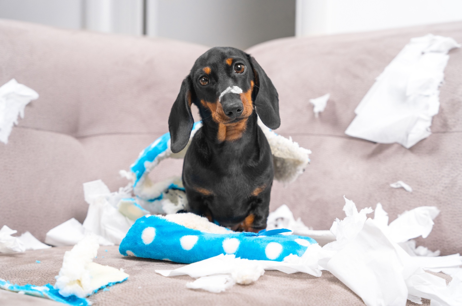 Mischievous Dachshund