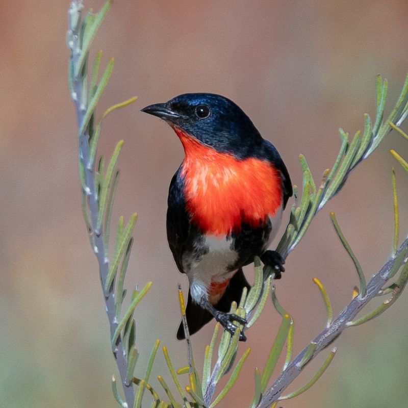 Mistletoebird