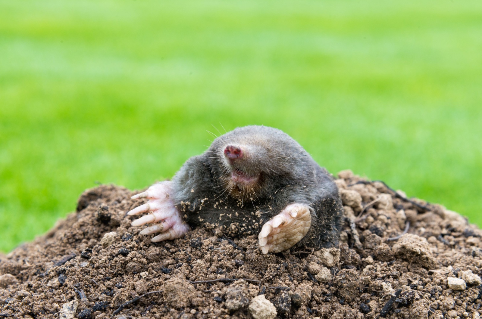 Mole