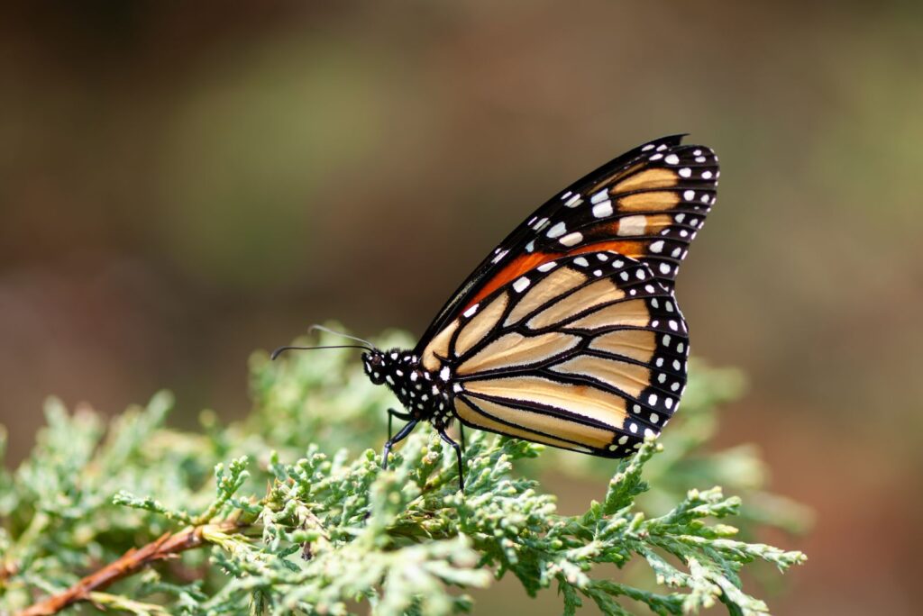 Monarch Butterfly