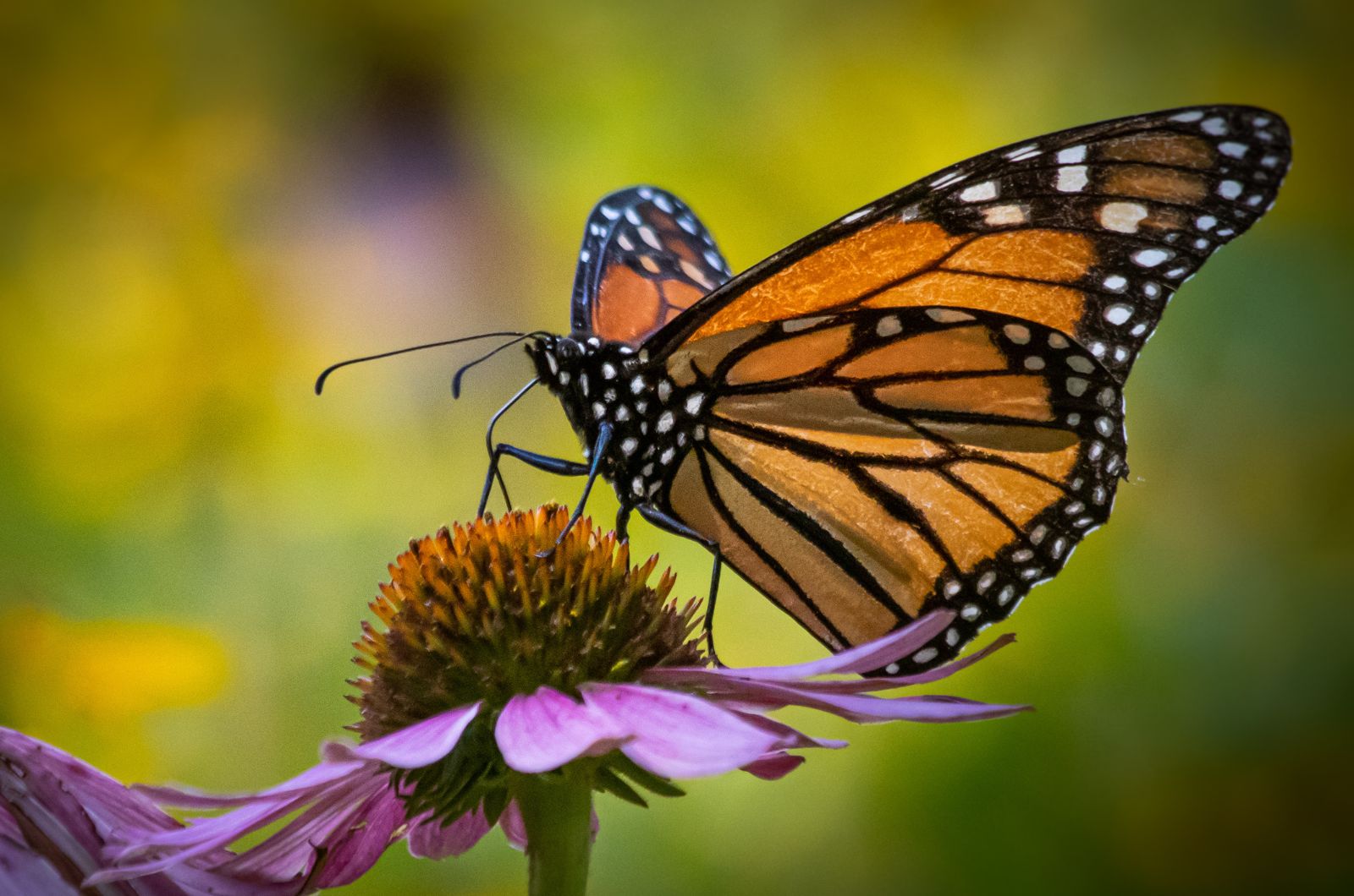 Monarch Butterfly