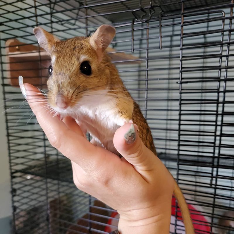 Mongolian Gerbil