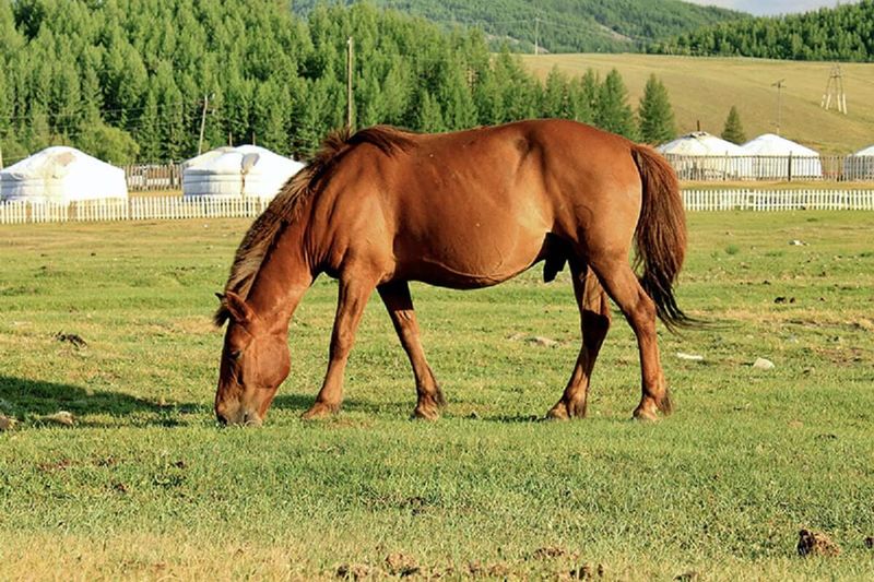 Mongolian Horse