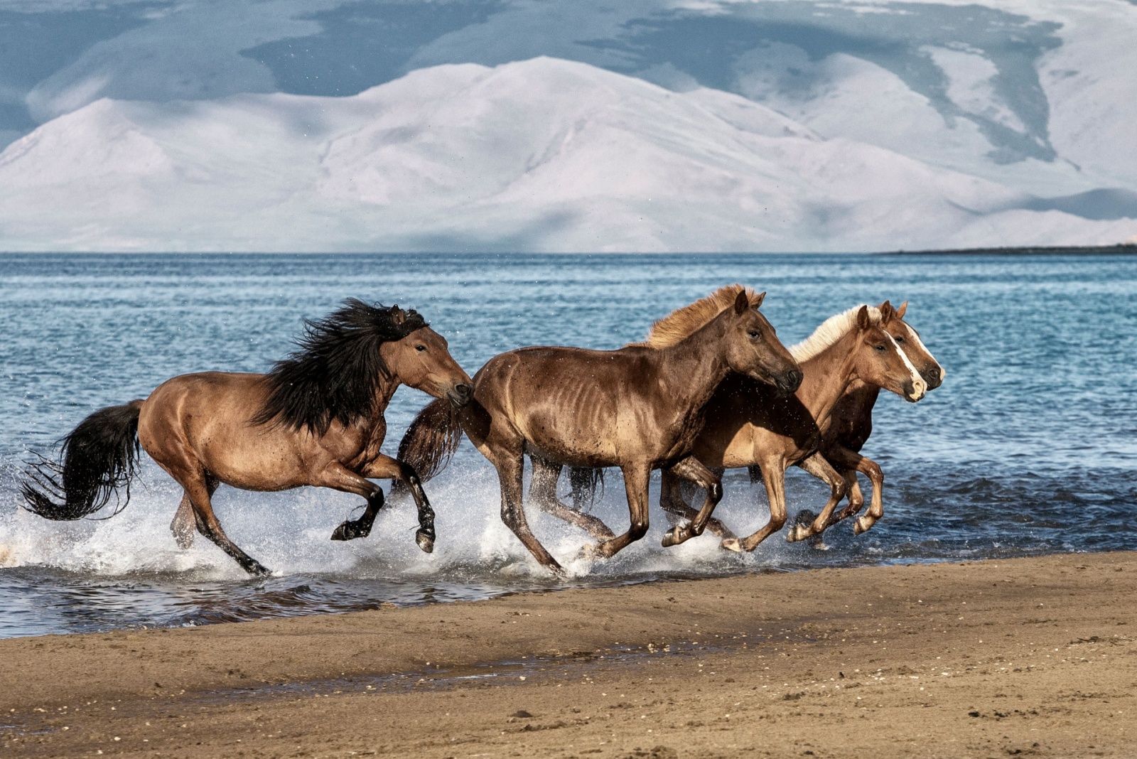 Mongolian Horse