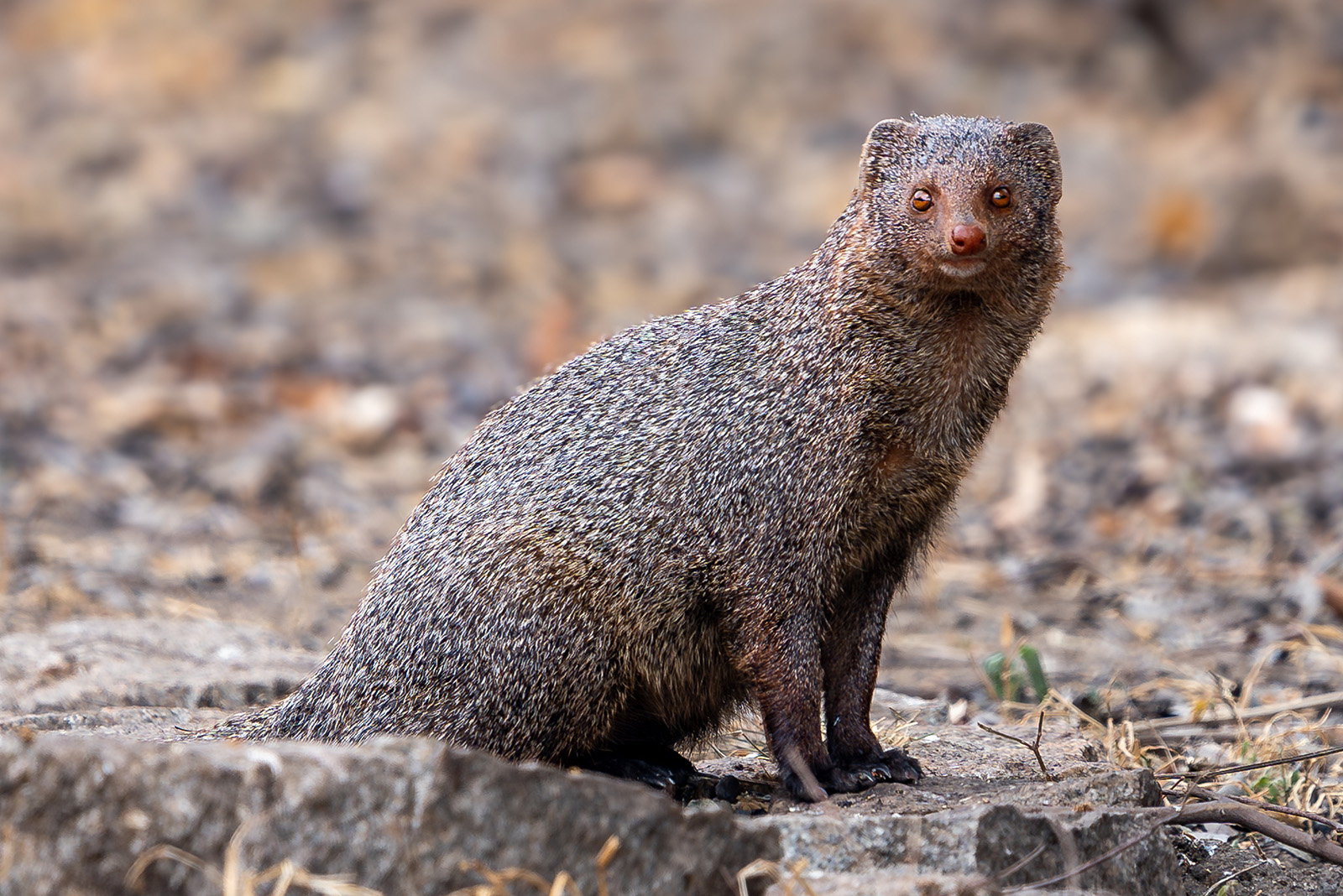 Mongoose