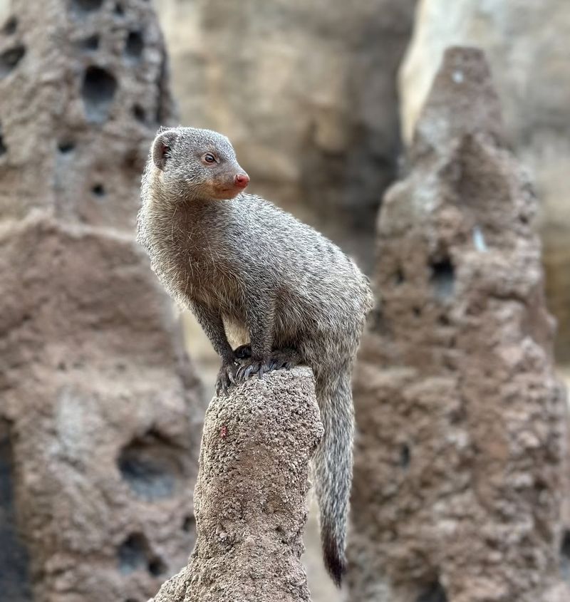 Mongooses