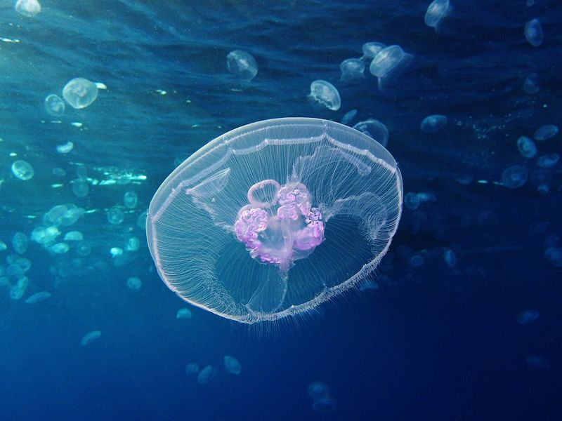 Moon Jellyfish