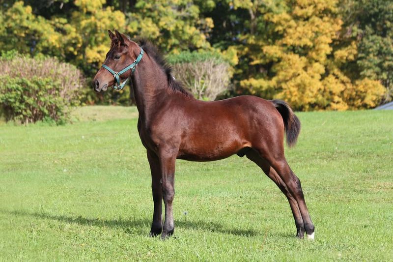 Morgan Horse