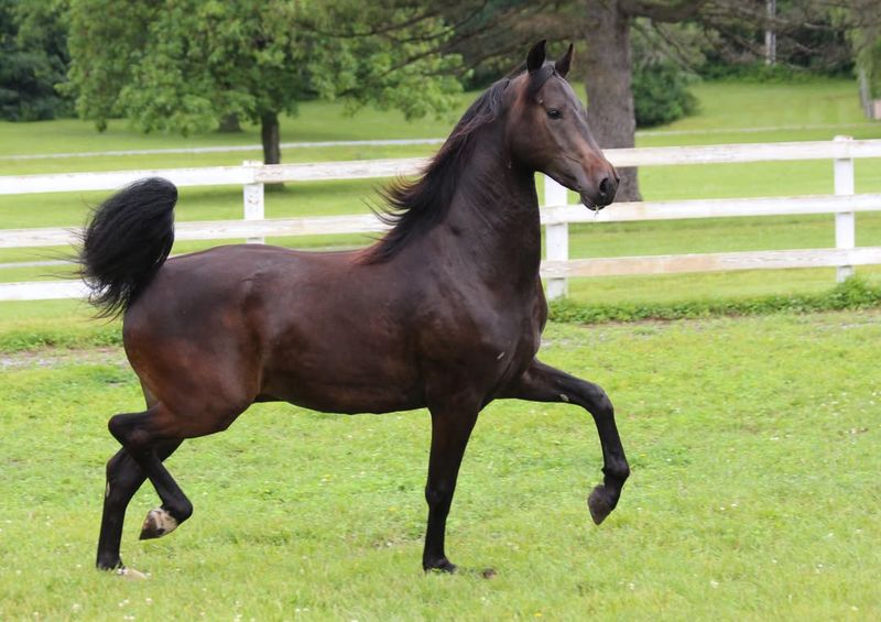 Morgan Horse