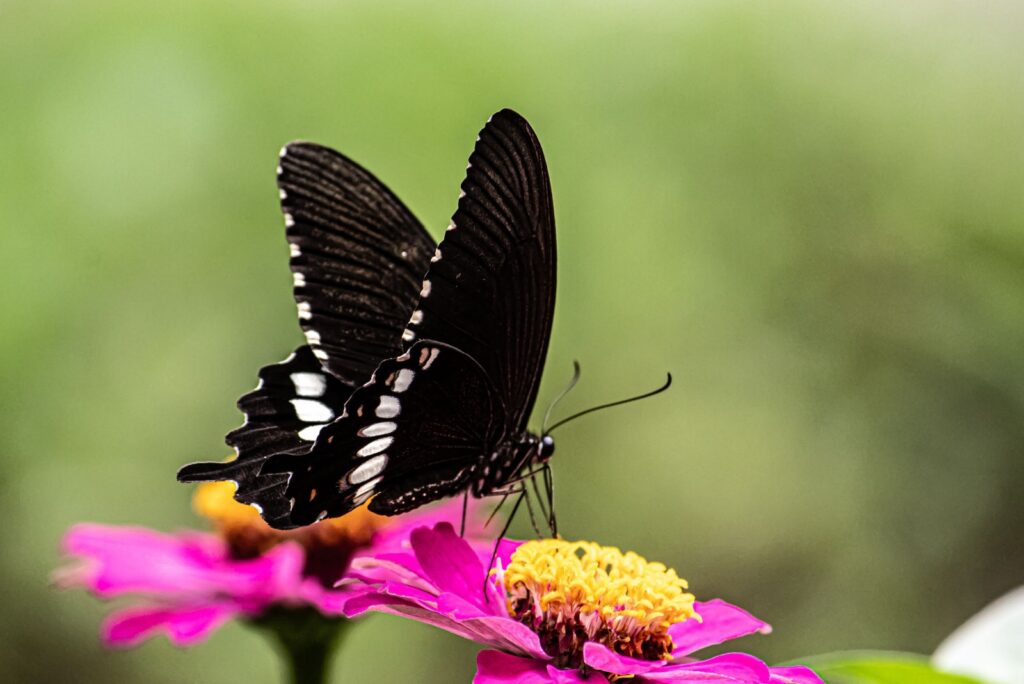 Mormon Swallowtail Butterfly