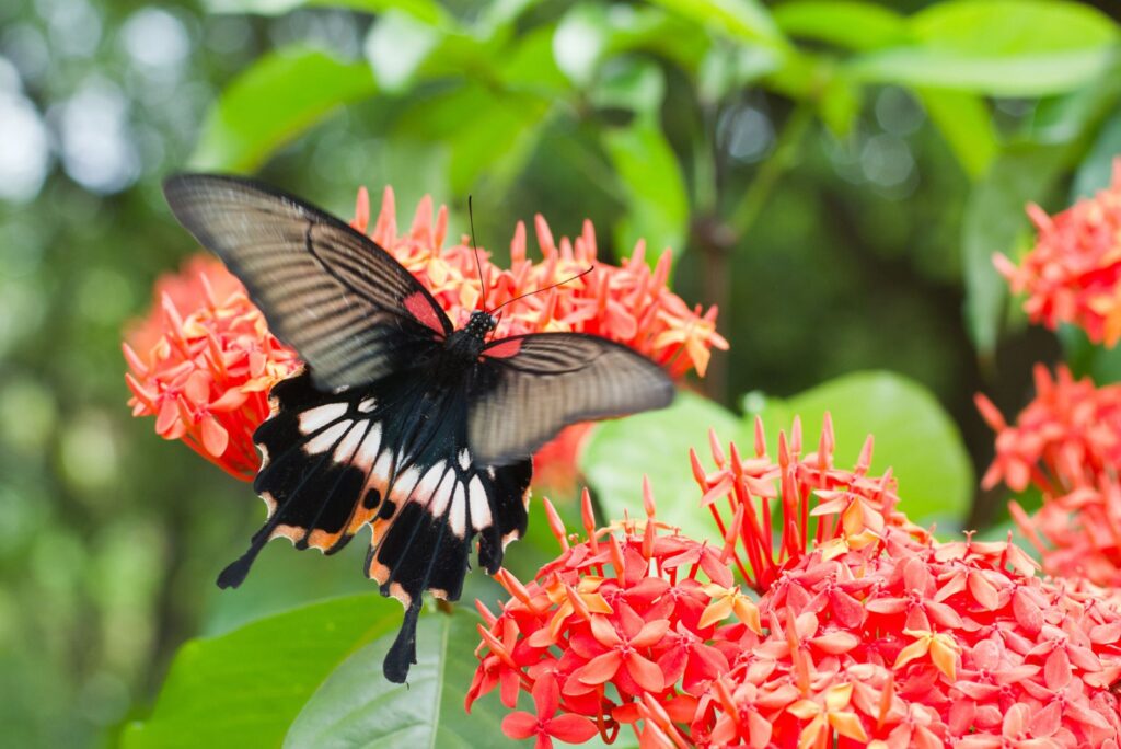 Mormon Tiger Swallowtail Butterfly