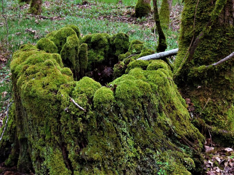 Moss