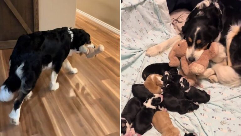 mother dog and puppies