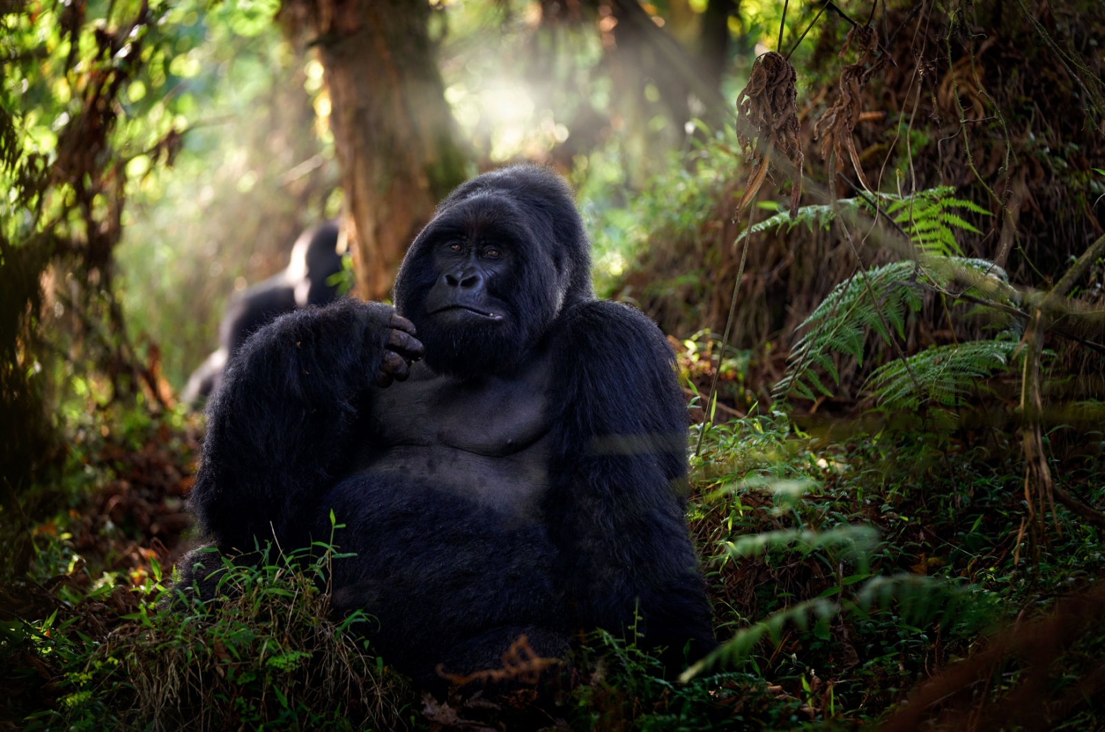 Mountain Gorilla