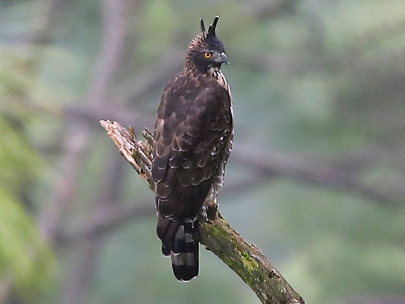 Mountain Hawk-Eagle