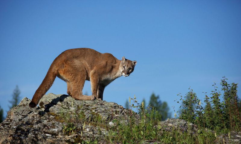 Mountain Lions