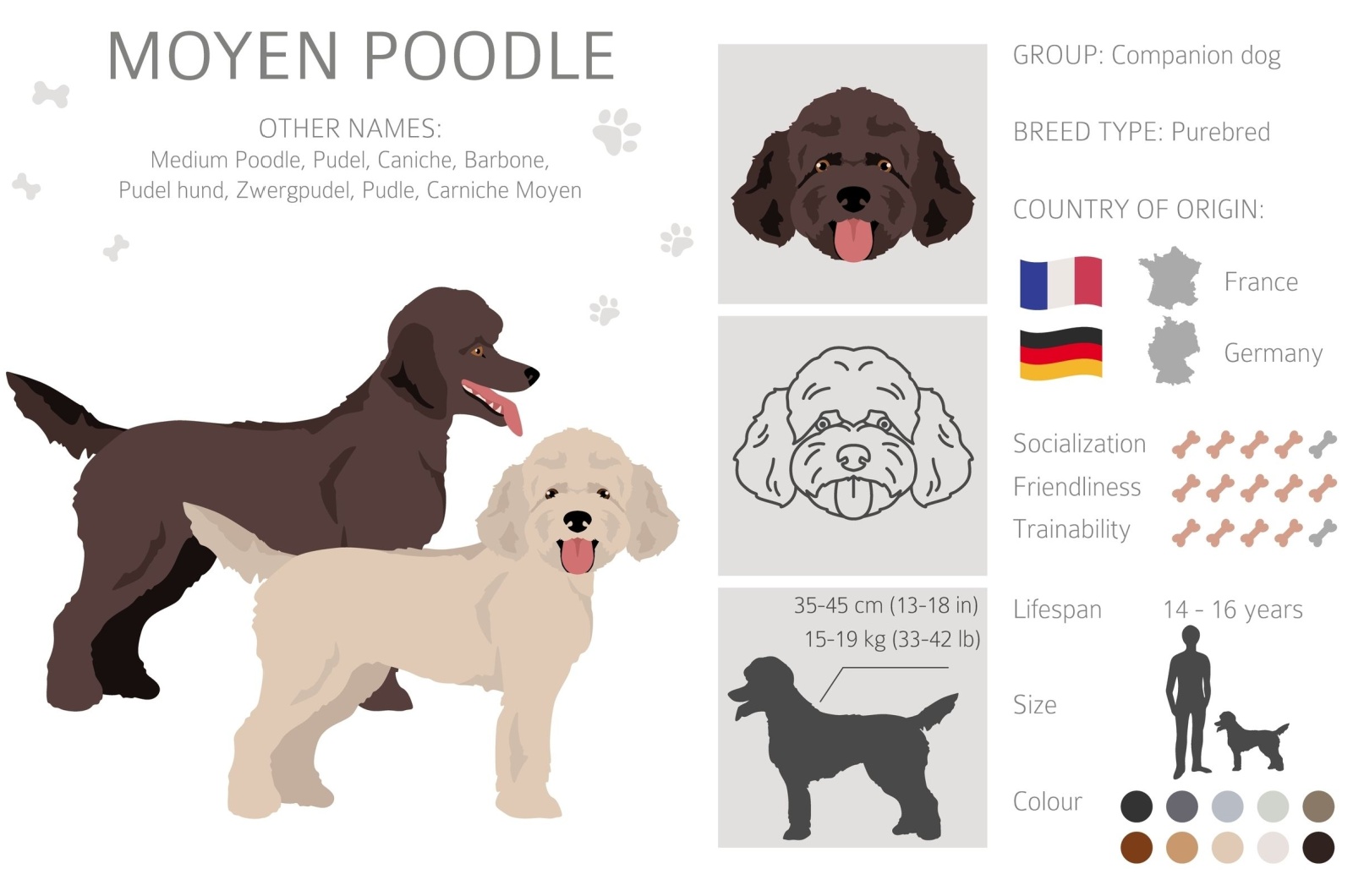 Moyen Poodle Info