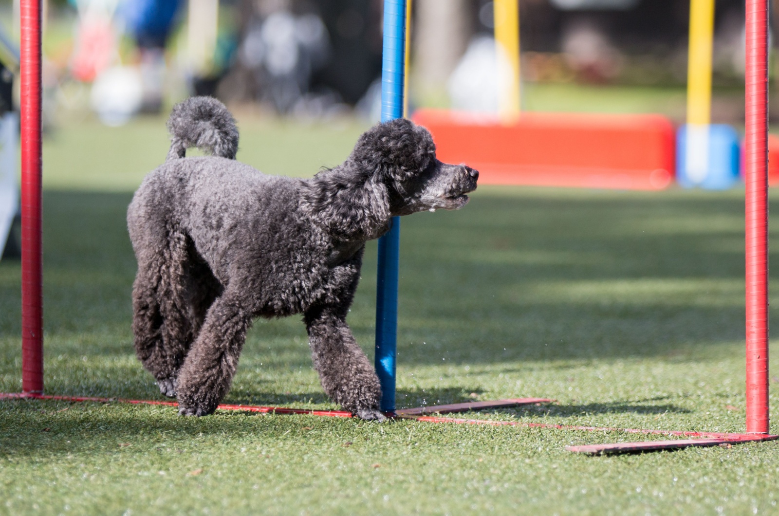 Moyen Poodle on a training ground