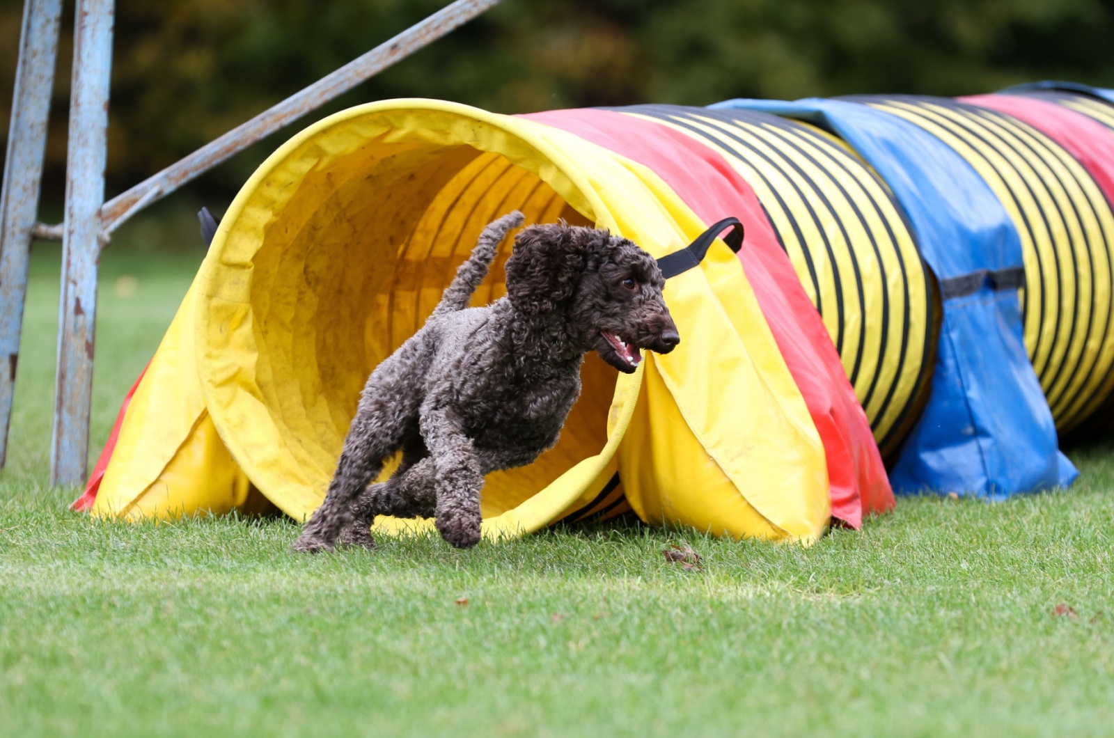 Moyen Poodle running