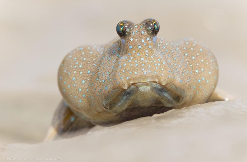 Mudskipper