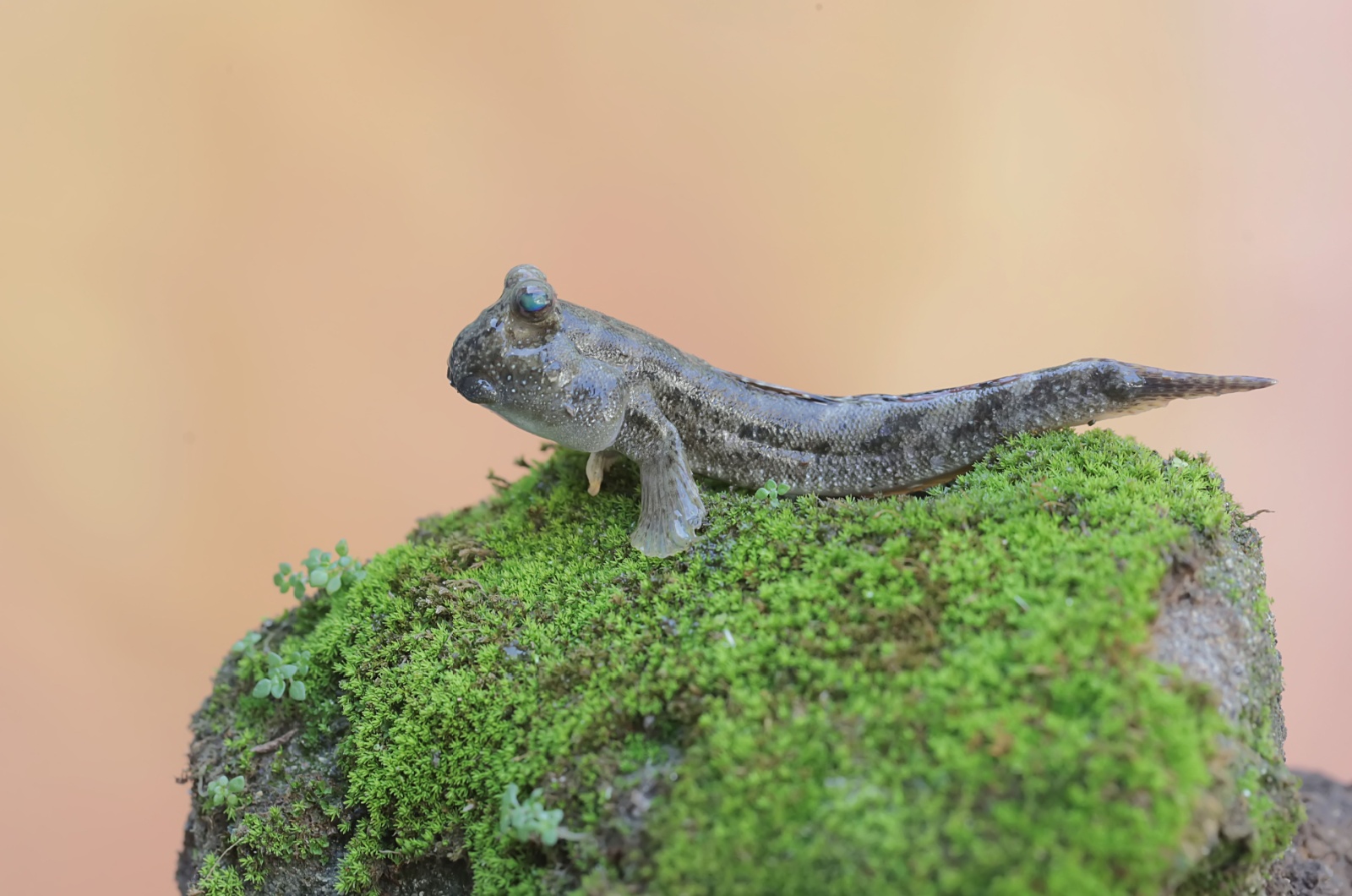 Mudskipper