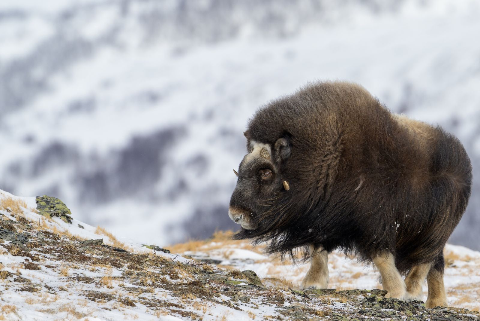 Musk Ox