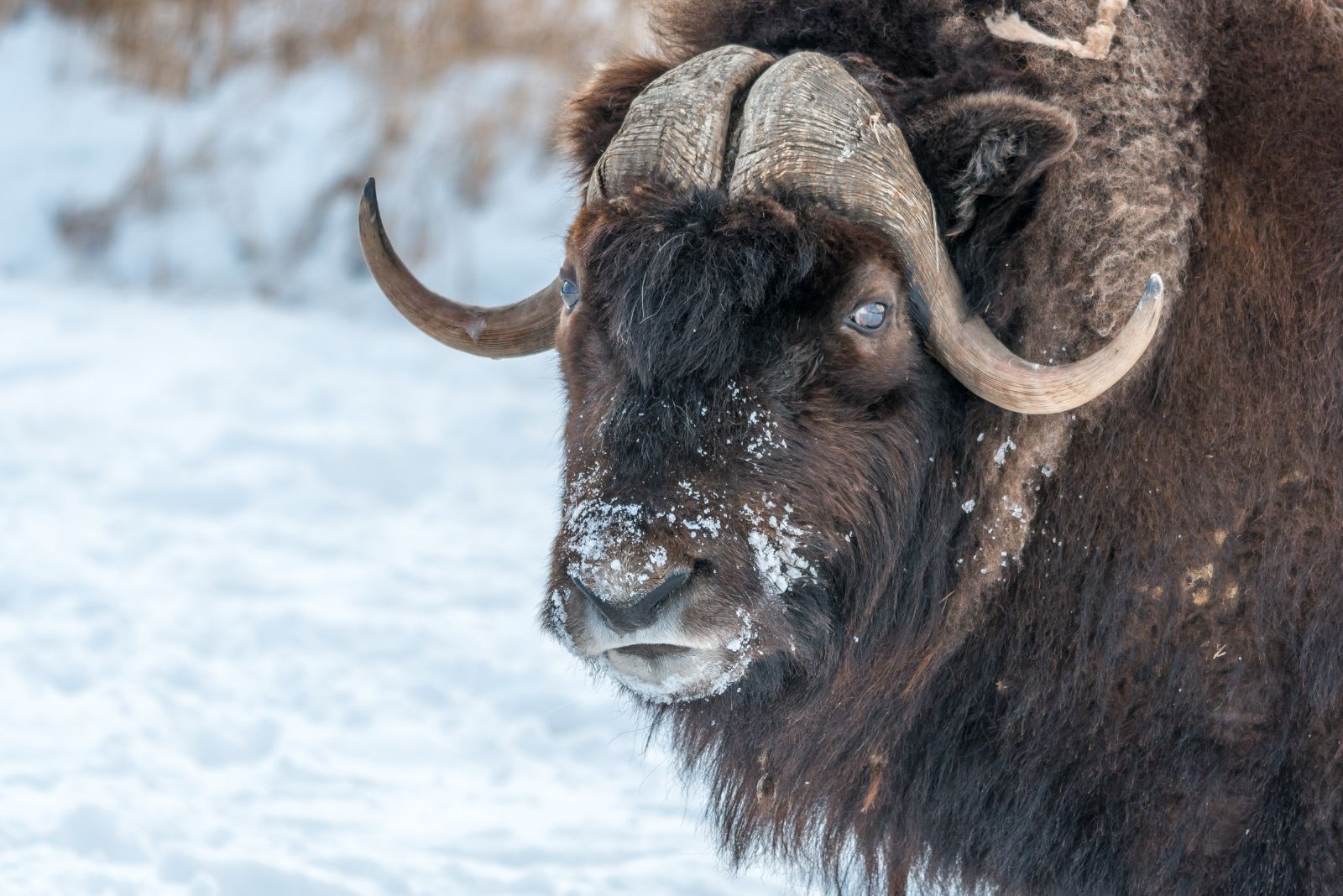 Musk Ox