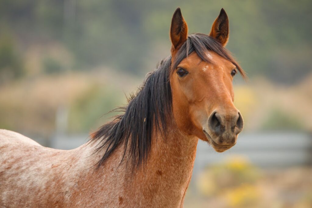 Mustang