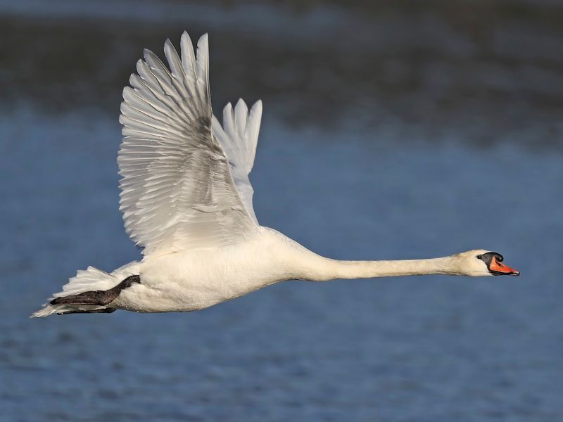 Mute Swan