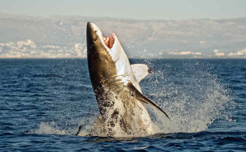 Myth 10: Great Whites Are Responsible For Most Shark Attacks