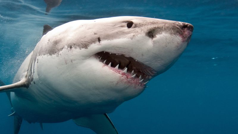 Myth 4: Sharks Are Mindless Predators