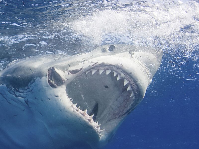 Myth 5: Great Whites Can't Be Tracked