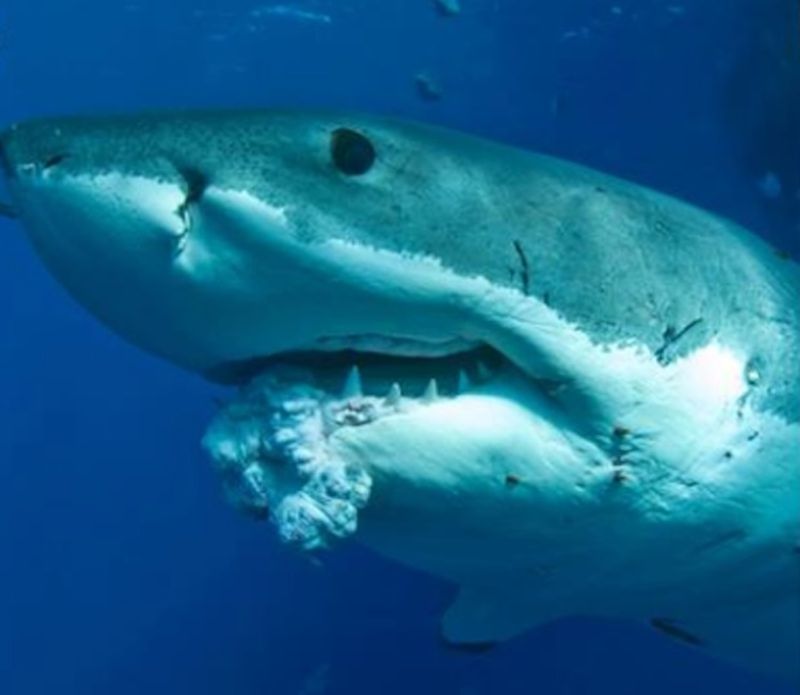 Myth 7: Sharks Don't Get Cancer