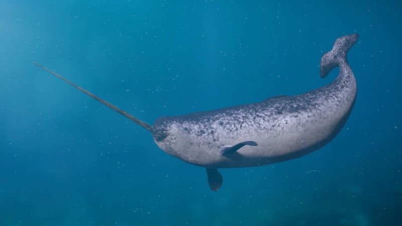 Narwhal