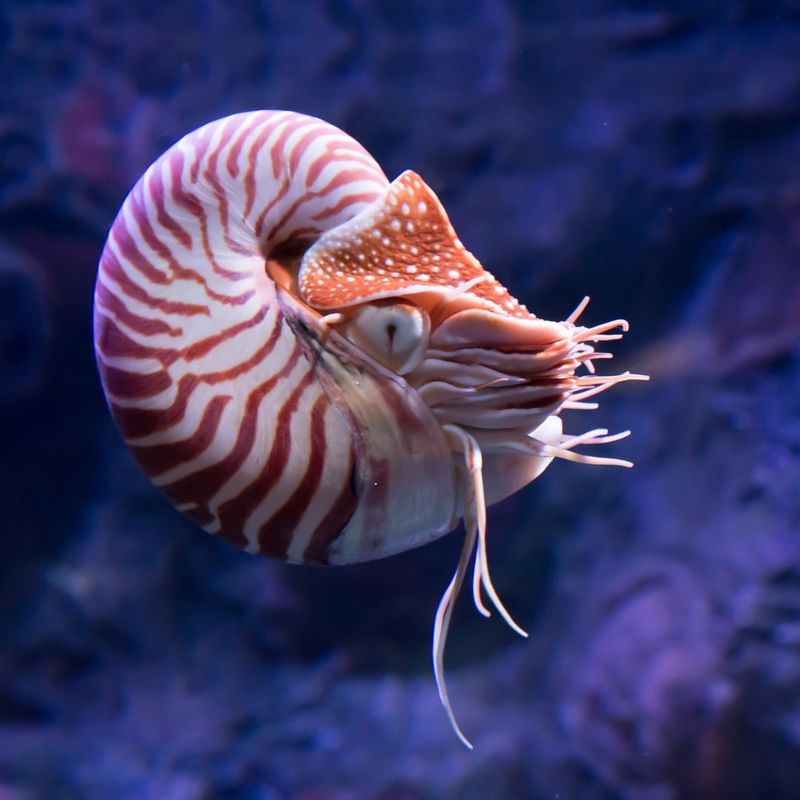 Nautilus